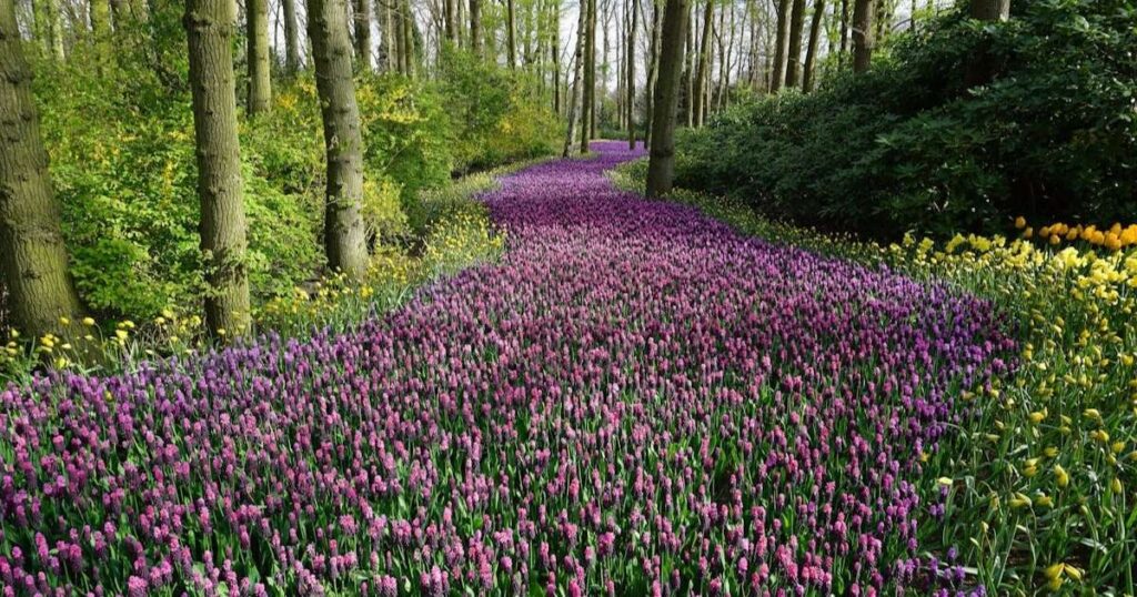 Foto di un sentiero di fiori nel bosco