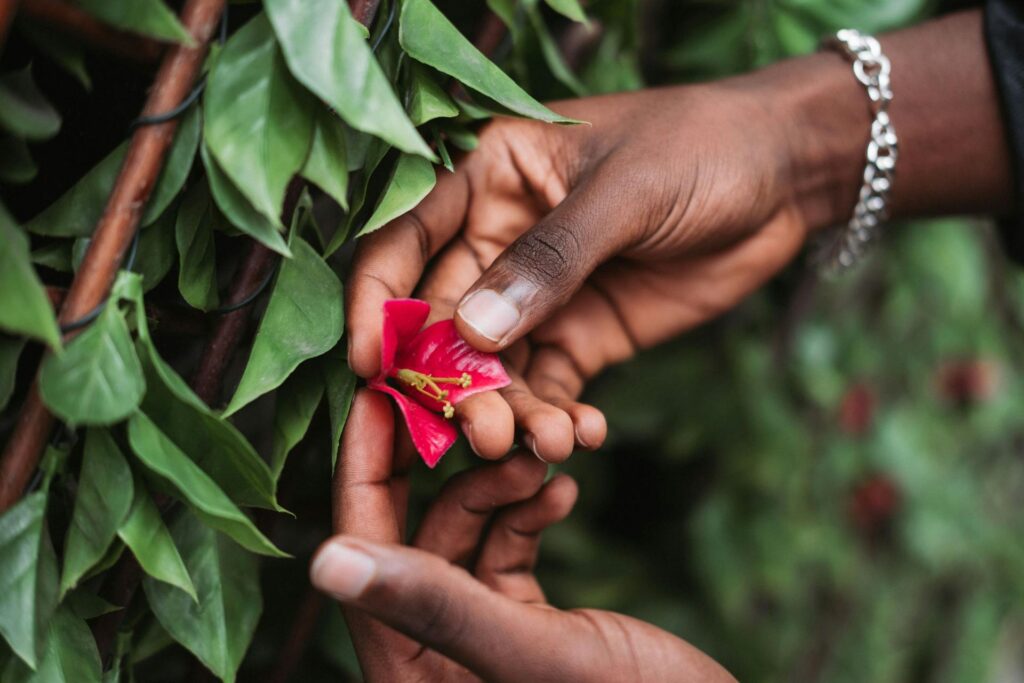 Due mani che tengono un fiore rosso, simbolo del rapporto con il denaro