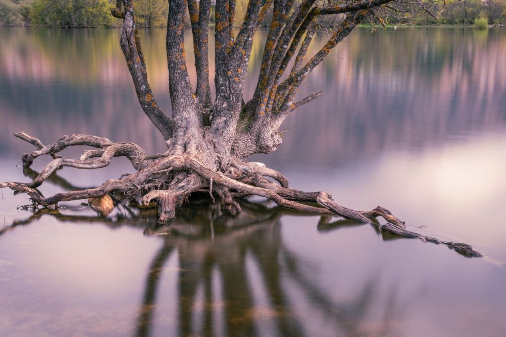 Albero con radici esposte che riposano sulla superficie calma di un lago